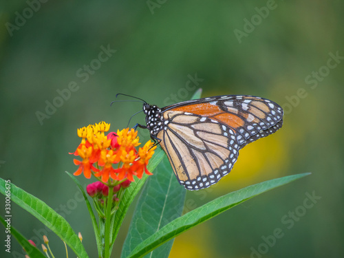 monarch butterfly,Danaus plexippus, © John Anderson