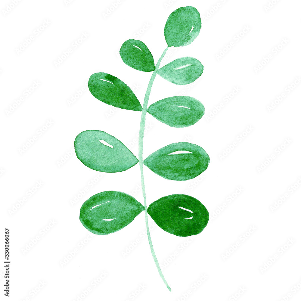robinia illustrated with watercolor robinia illustrated with watercolor