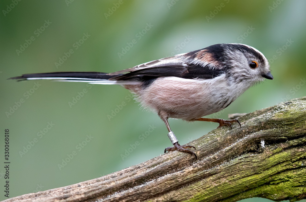 Fototapeta premium long tailed tit