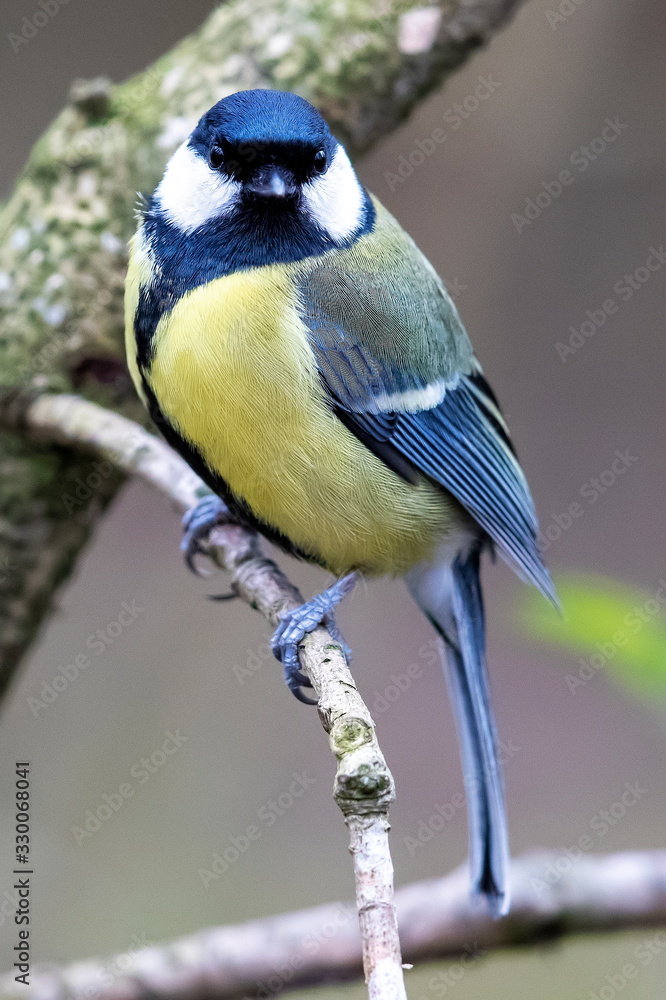 great tit great tit