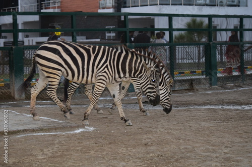 Two grant zebra walking parallel