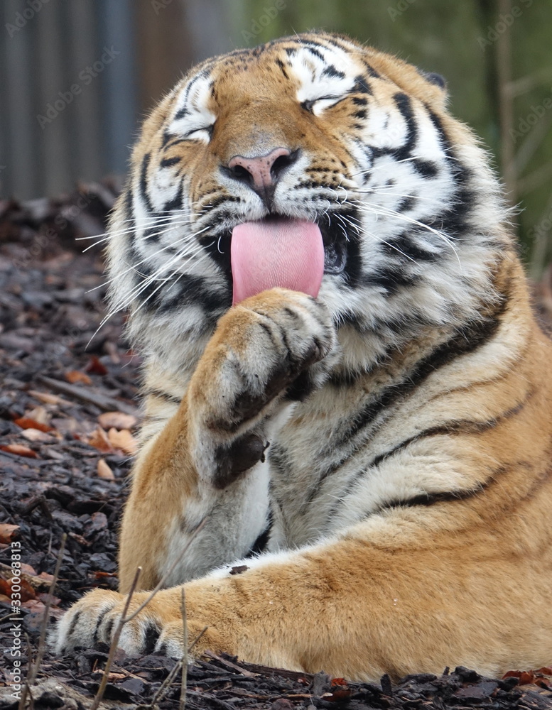 Naklejka premium tigre, chat, animal, faune, sauvage, felidae, prédateur, sibérien, bande, mammifère, nature, jardin zoologique, carnassiers, grand, tête, visage, amour, portrait, tigre, rayes, dangereux, safari, four