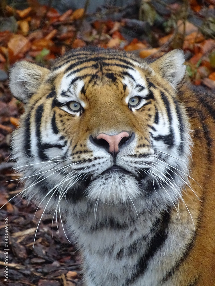 Fototapeta premium tigre, chat, animal, faune, felidae, prédateur, sauvage, nature, jardin zoologique, bande, sibérien, mammifère, tête, grand, carnassiers, portrait, visage, rayes, bengale, chat sauvage, tigre, panther