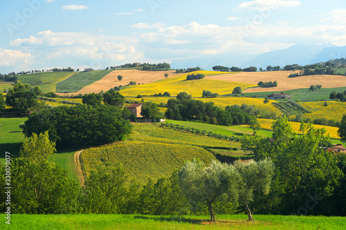 Rural landscape near Mogliano, Marches, Italy