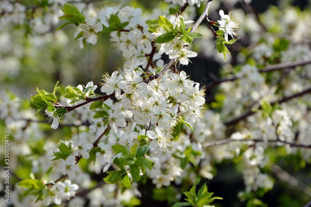 The delicate flowering branches of cherry in the garden in the spring .
