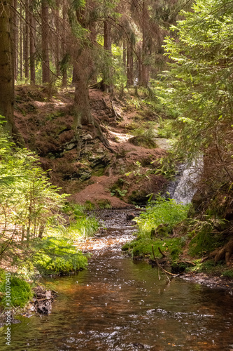 idyllic forest in the summer