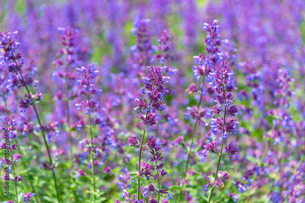 Close-up Catnip flowers (Nepeta cataria) field in summer sunny day with soft focus blur background