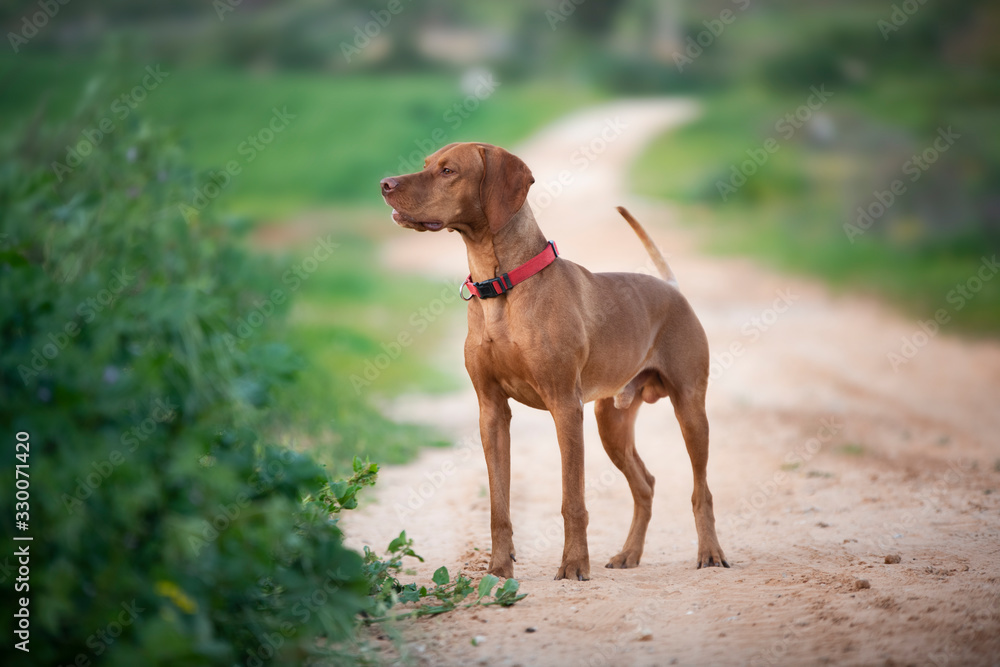 Vizsla dog standing in the field Vizsla dog standing in the field