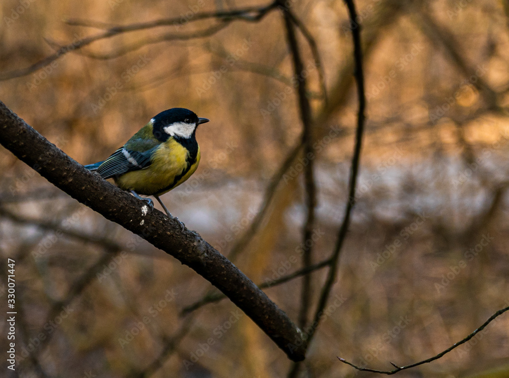 great tit on branch