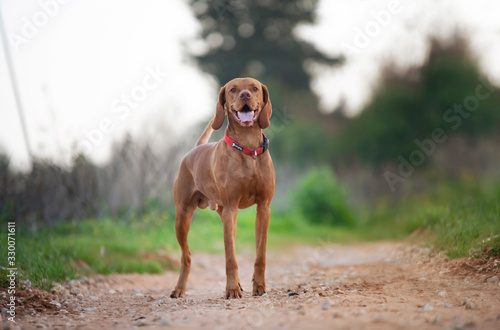 Vizsla dog standing in the field