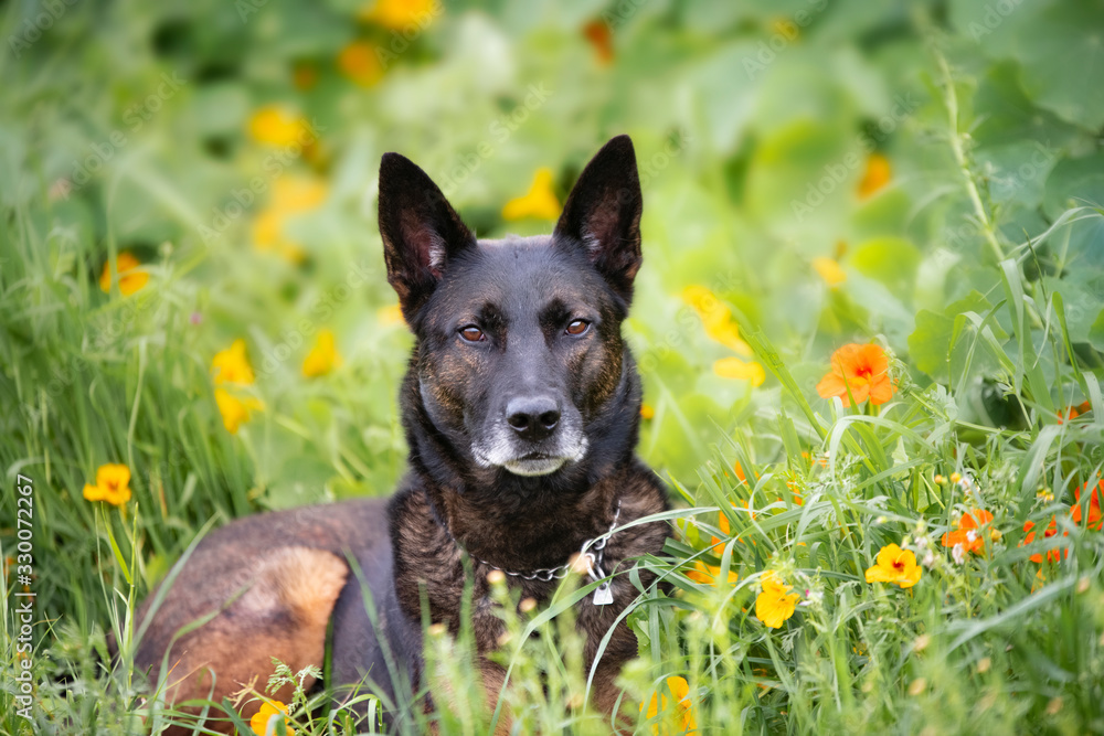 Dog portrait in yellow flowers Dog portrait in yellow flowers