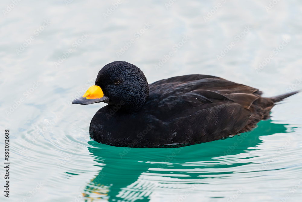 Fototapeta premium クロガモ雄(Black scoter)