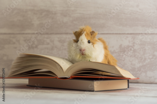 Guinea pig on open book looking at the camera