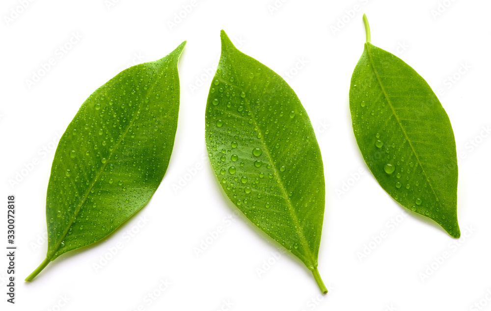 fresh wet leaves fresh wet leaves