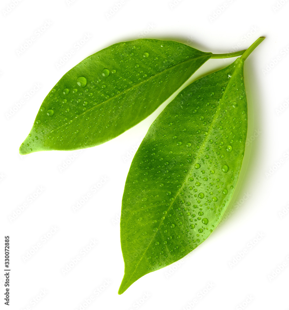 Fototapeta premium fresh wet leaves