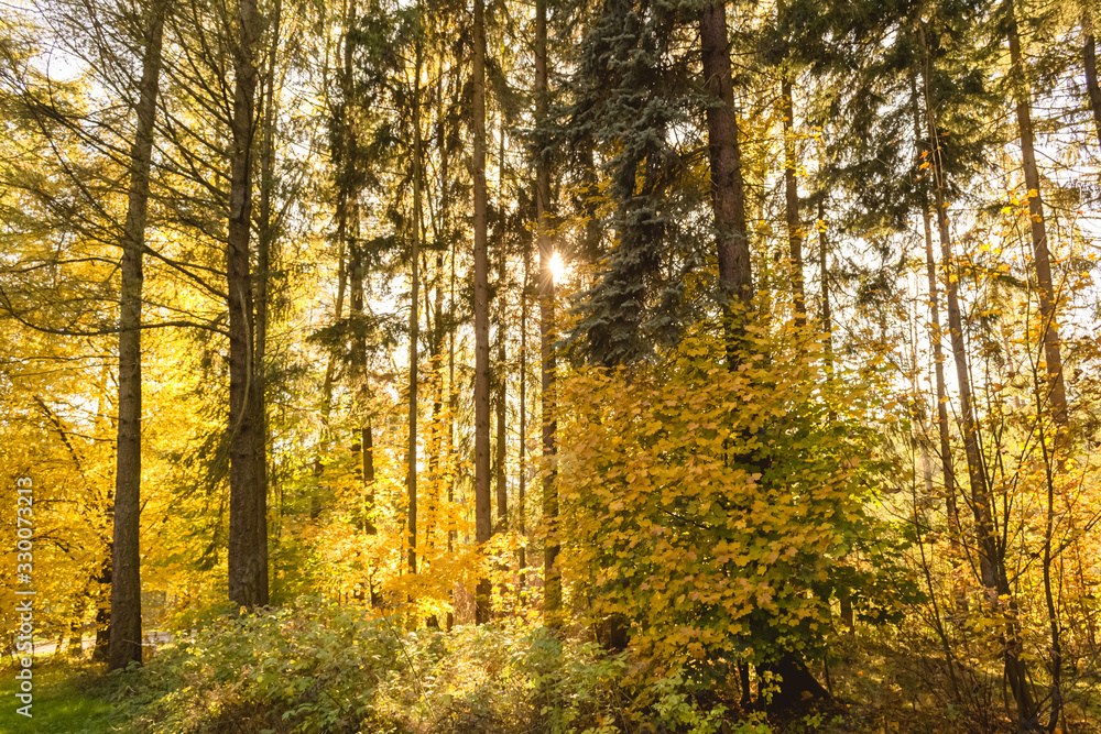 mixed forest in autumn with orange sunshine mixed forest in autumn with orange sunshine