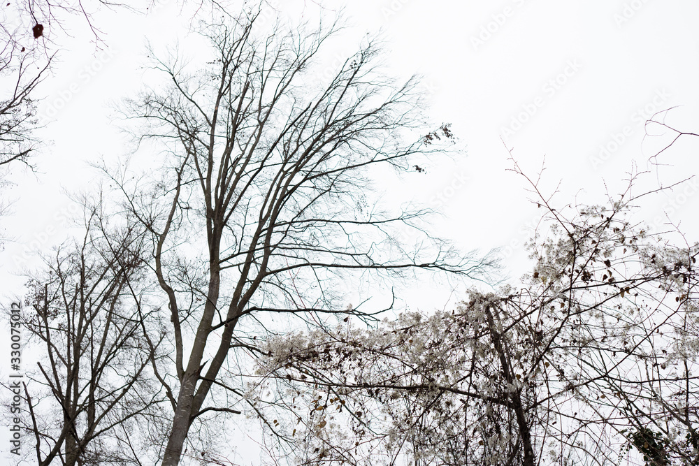 Obraz premium M.L.S.