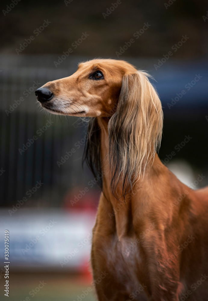Beautiful Saluki dog portrait from dog show ring