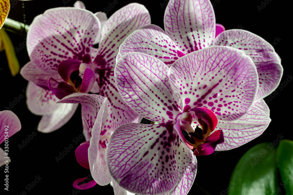 Pink dappled orchid close up on black background Pink dappled orchid close up on black background