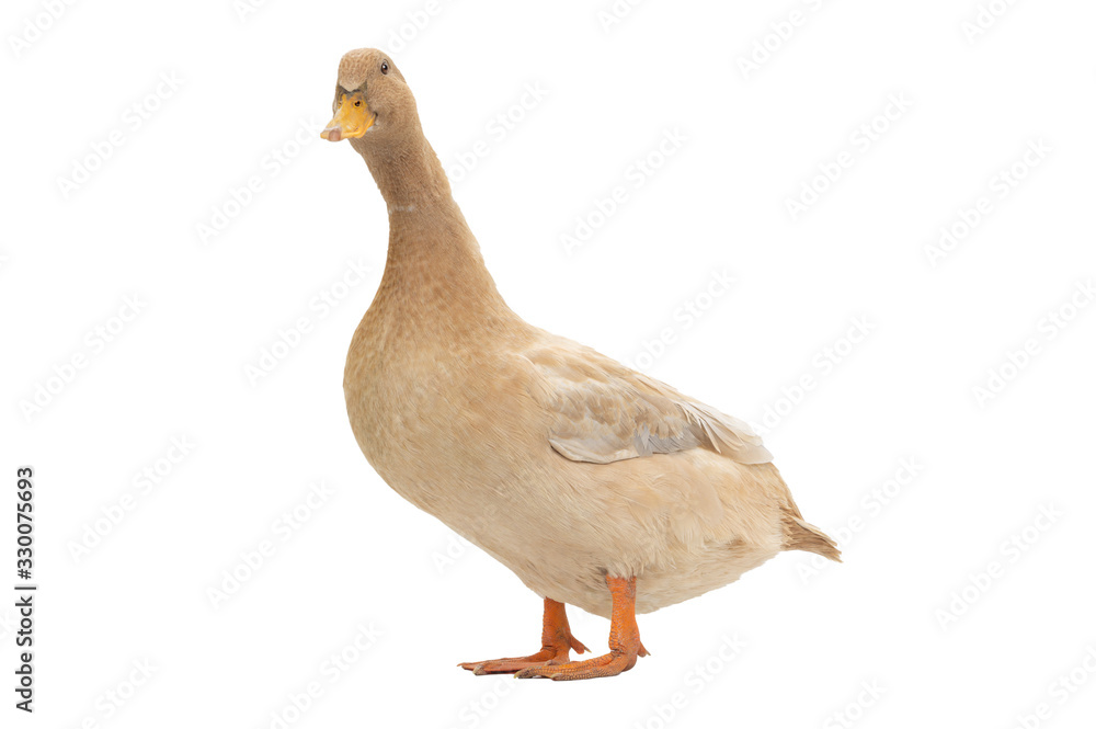 Obraz premium Brown duck isolated on a white background.