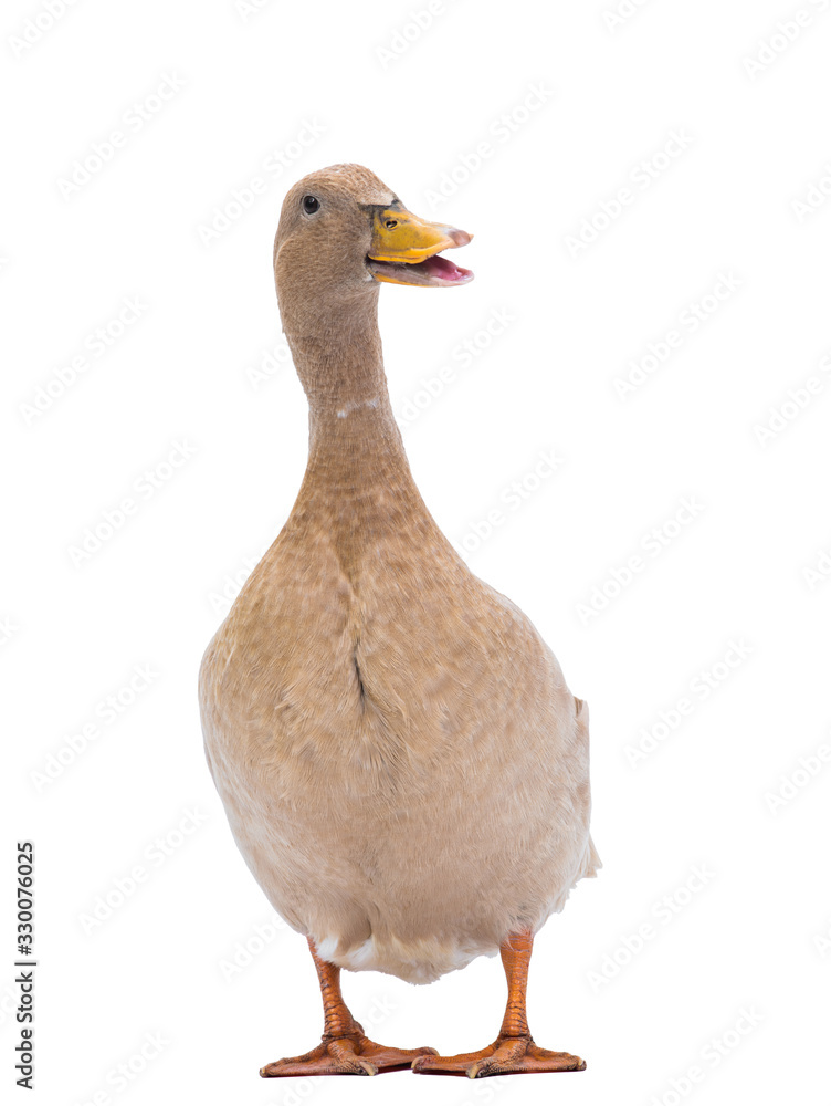 Quacking duck isolated on a white background. Quacking duck isolated on a white background.