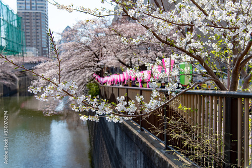 Meguro Sakura (Cherry blossom) Festival. Cherry blossom full bloom in spring season at Meguro river, Tokyo, Japan