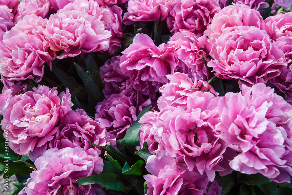 bunch of tulip flowers close up for background, flowerbed untypical macro, many petails bright colored