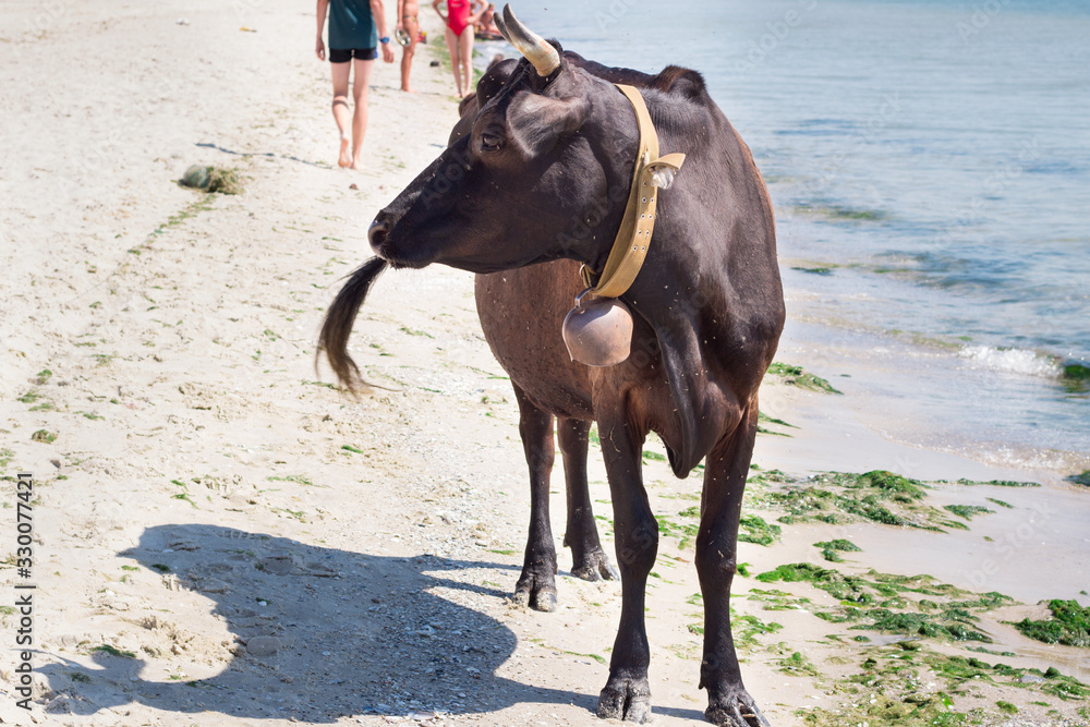 Thirsty domestic farm red black cow walks on sea beach coastline among people Thirsty domestic farm red black cow walks on sea beach coastline among people