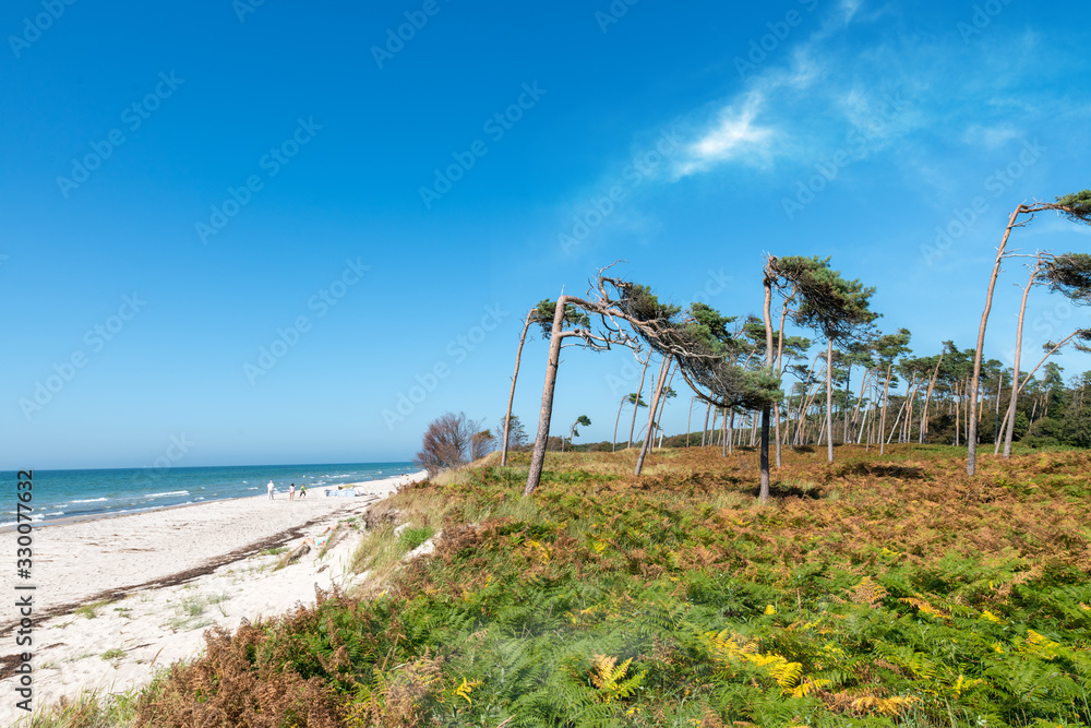 Pine forest on the German Baltic coast with dunes, and sand