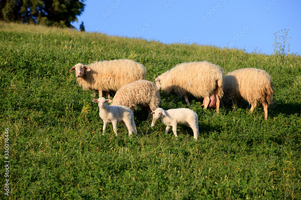 Asciano (SI), Italy - June 01, 2016: Sheeps in a field, Crete Senesi, Asciano, Siena, Tuscany, Italy Asciano (SI), Italy - June 01, 2016: Sheeps in a field, Crete Senesi, Asciano, Siena, Tuscany, Italy