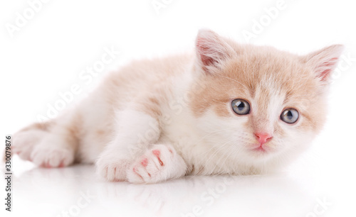 Fototapeta Naklejka Na Ścianę i Meble -  Portrait of a interestin cat, closeup, isolated