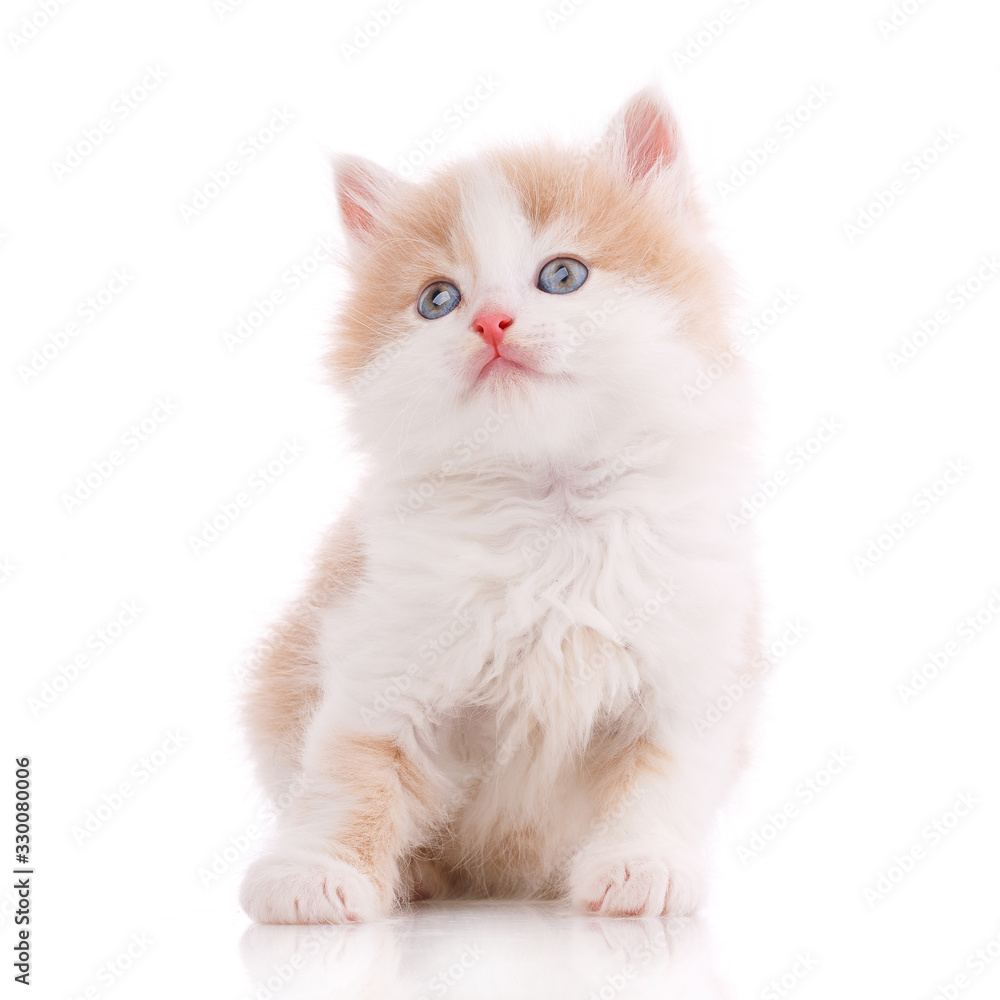 Happy cat on a white background. Cat without breed.