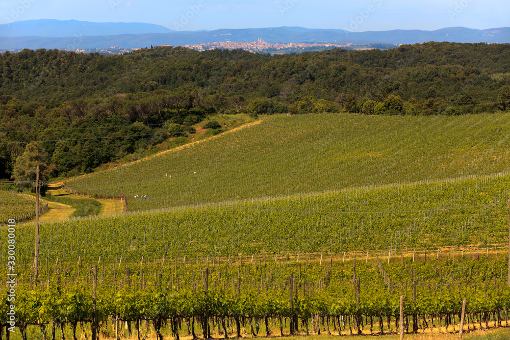 Chianti region (SI), Italy - June 01, 2016: Chianti vineyards, wine grapes growing, Tuscany, Italy