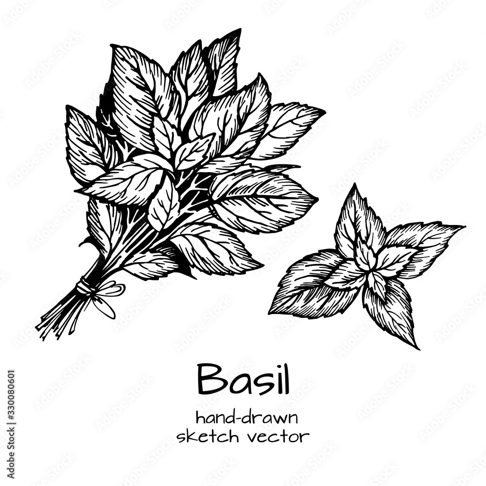 Set of Herbs and spices in sketch style. Basil. Hand drawn sketch vector. Herbal spice. Detox food ingredient. Set of Herbs and spices in sketch style. Basil. Hand drawn sketch vector. Herbal spice. Detox food ingredient.