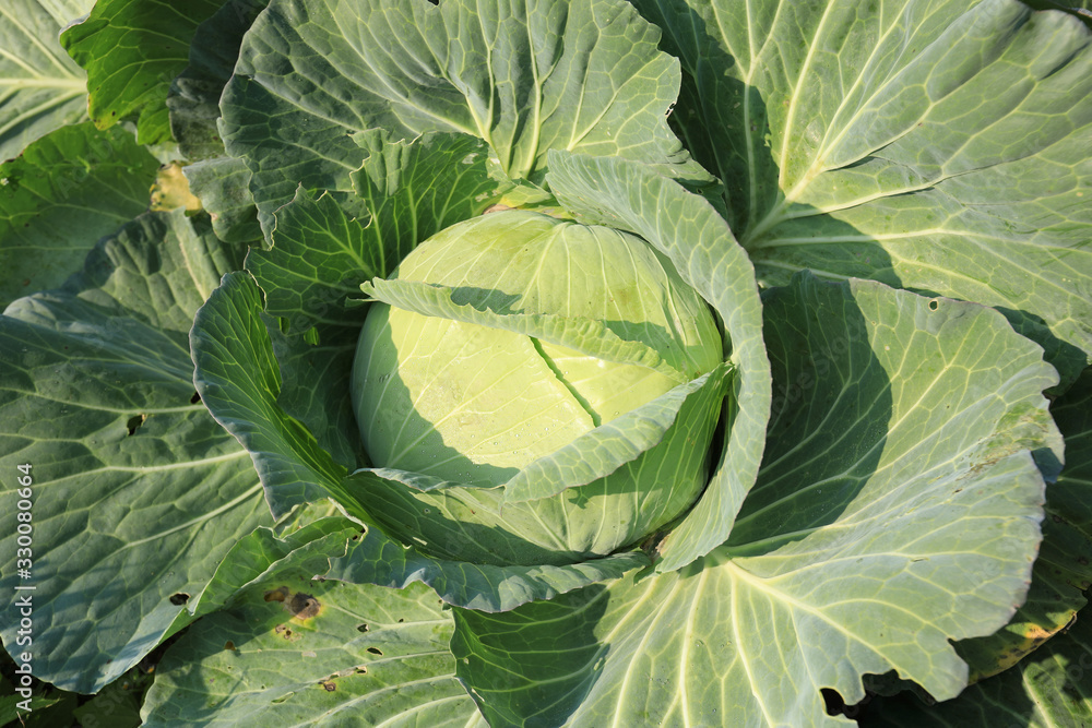 Obraz premium Green cabbage in growth at vegetable garden
