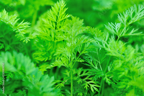 Green carrot plants in growth at vegetable garden