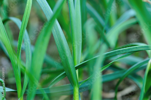 Green garlic leaves in growth at vegetable garden