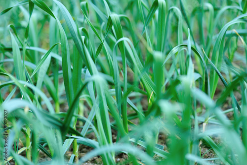 Green garlic leaves in growth at vegetable garden