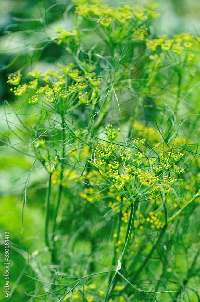 Fennel (Foeniculum vulgare) in growth at garden Fennel (Foeniculum vulgare) in growth at garden