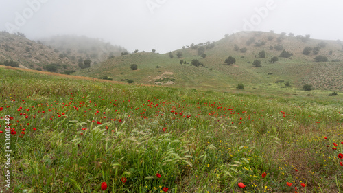 Golestan National Park Valley Poppies