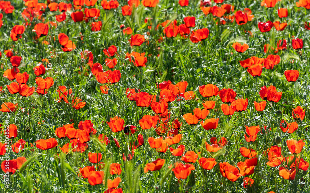 Poppy Field with Sun