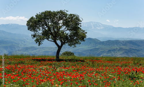 Tree in Poppy Field Iran