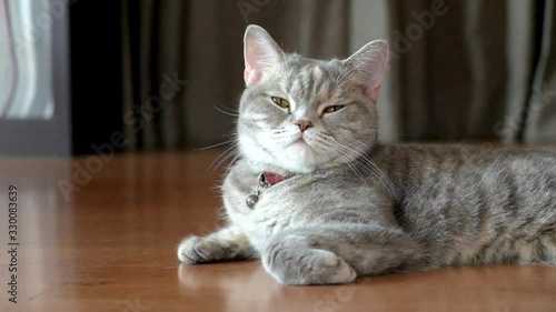 Wallpaper Mural  Close up beautiful grey stripe cat on sofa Torontodigital.ca