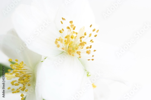 White flower macro