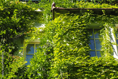 House twined with ivy on a sunny summer day