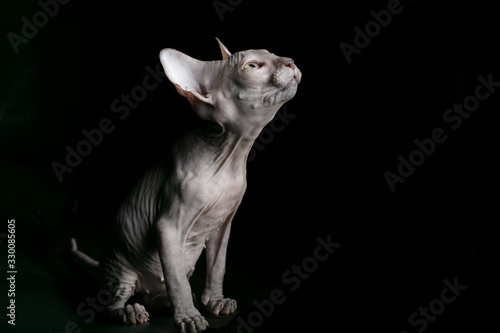 Sphynx kitten. Beautiful bald cat on a dark background. An unusual animal of a rare breed.