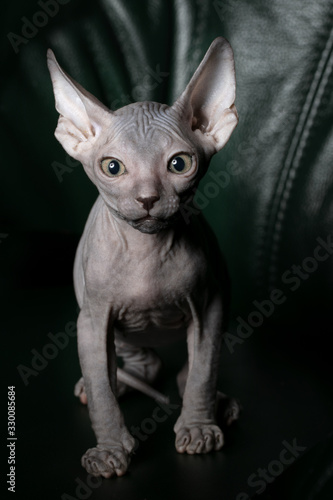 Sphynx kitten upright. Beautiful bald cat on a dark background. An unusual animal of a rare breed.