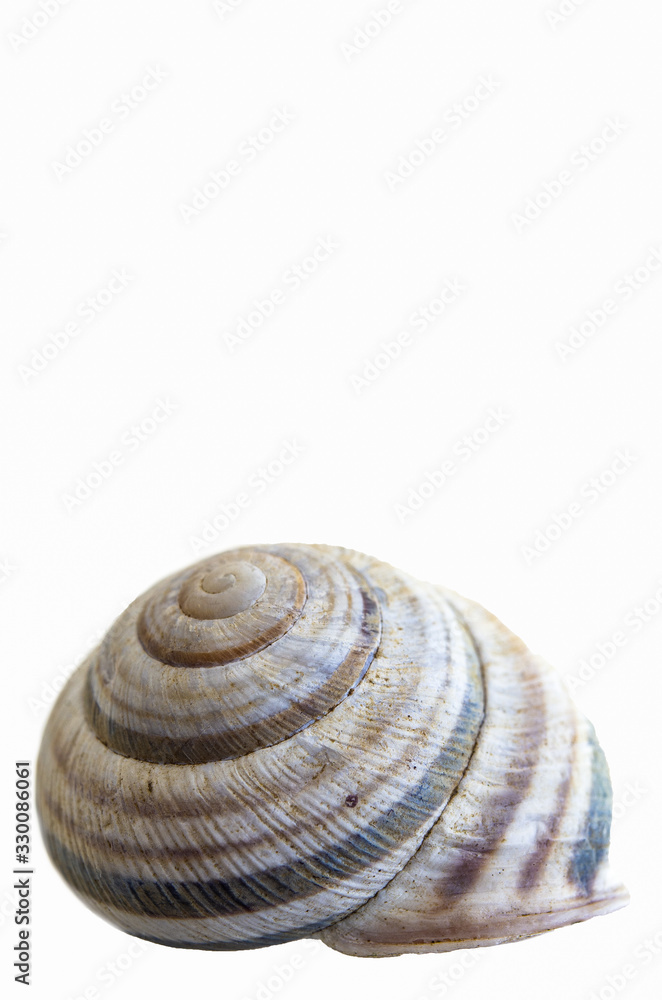 Snail house shell