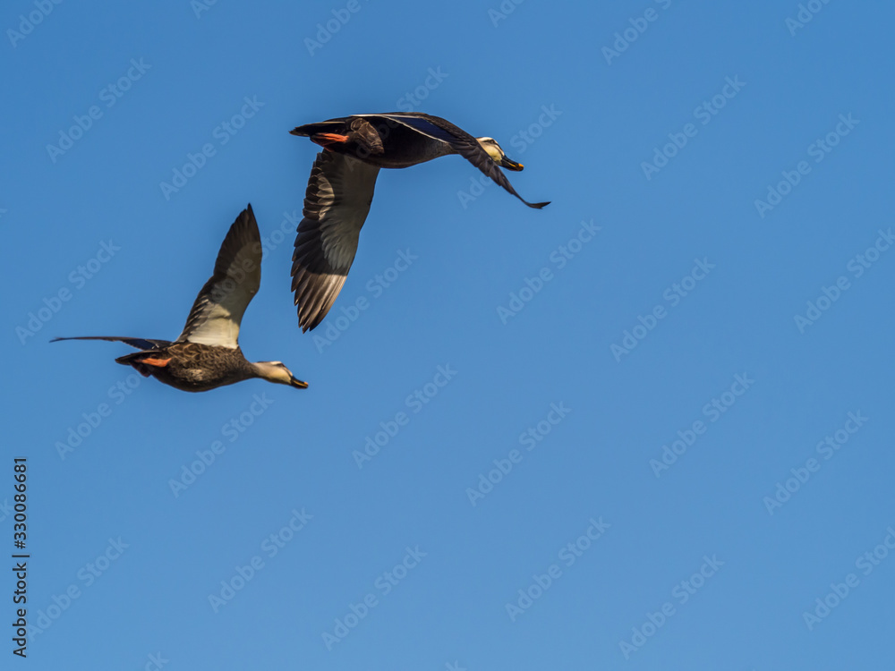 Fototapeta premium カモ duck 5