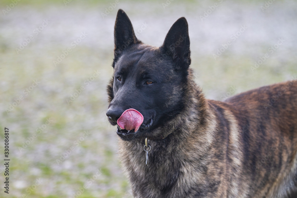 Dog licking chops, tongue out Tuesday Dog licking chops, tongue out Tuesday